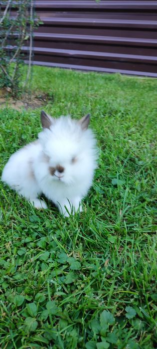 Левоголовий декоративний кролик