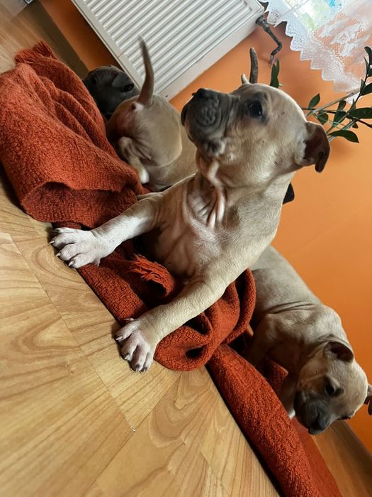 Amstaff staffordshire terrier