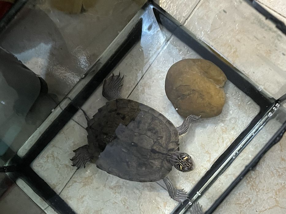 Tartatuga adocão ……../..