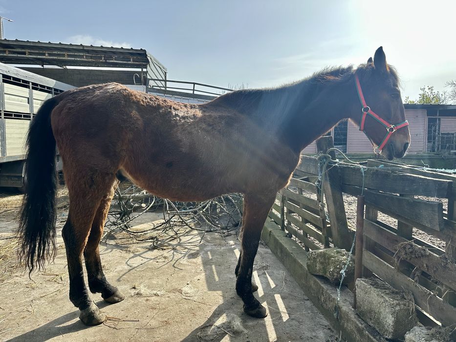 Cavalo cruzado lusitano