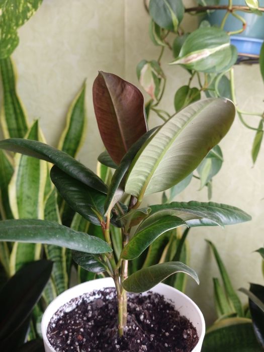 Фикус каучуконосный эластика Робуста 2 шт