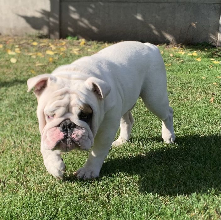 Щенки английского бульдога