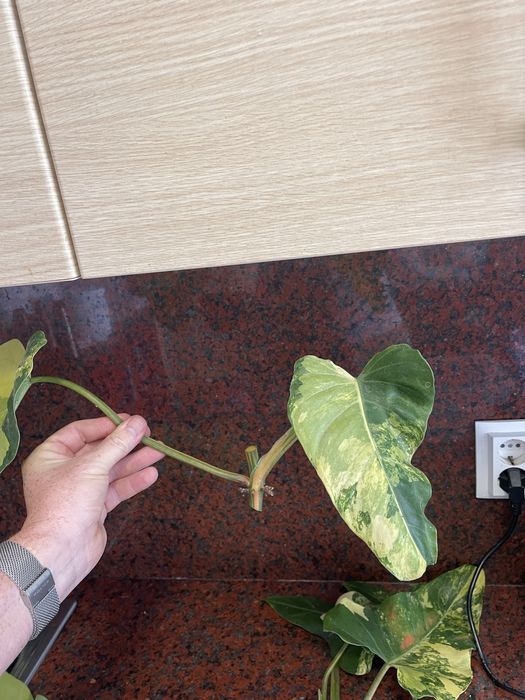 Philodendron domesticum