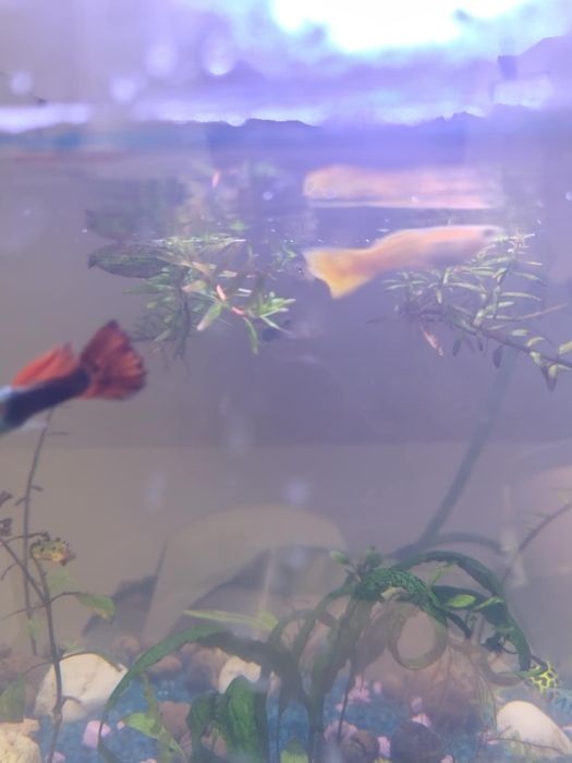 Zamienię się, młode głupiki na inne rybki / krewetki / ślimaki