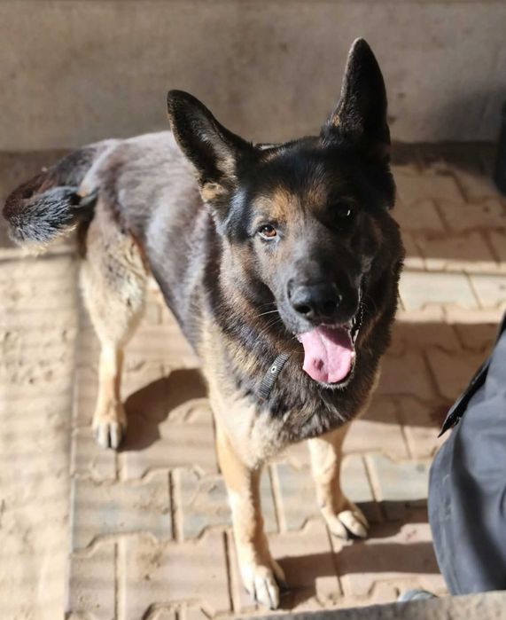 Optimus do adopcji!