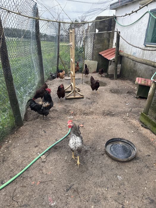 ovos de galinhas raças cruzadas