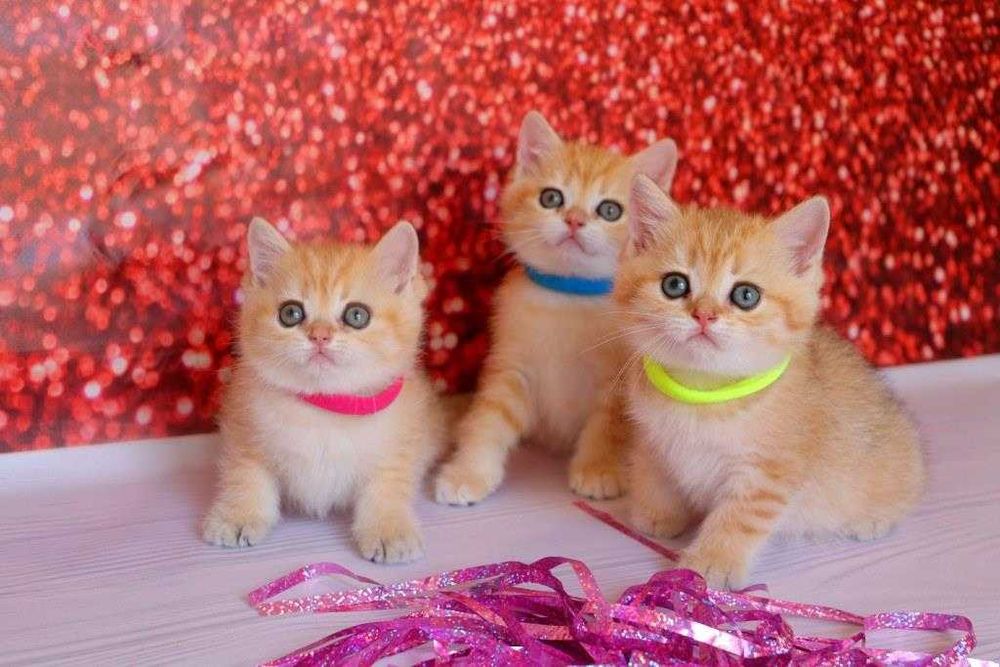 Самые красивые британские плюшевые и пушистые котятки