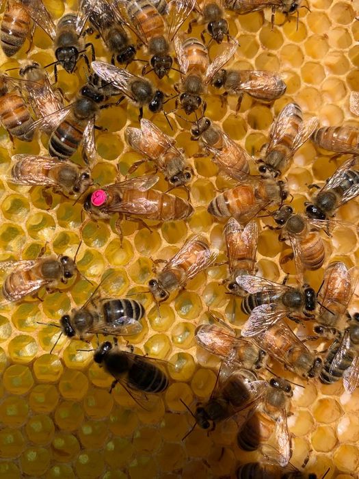 Бджолопакети Бакфаст , Італійка 2026