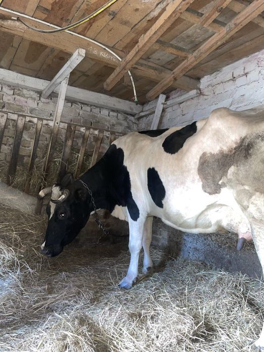 Продам хорошу дійну корову