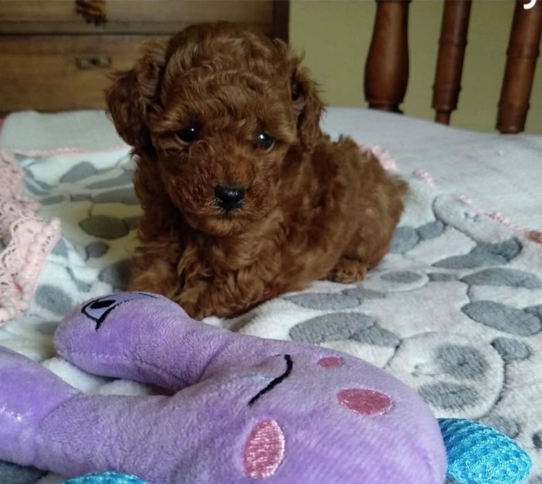 Малиш той пудель.     ред браун