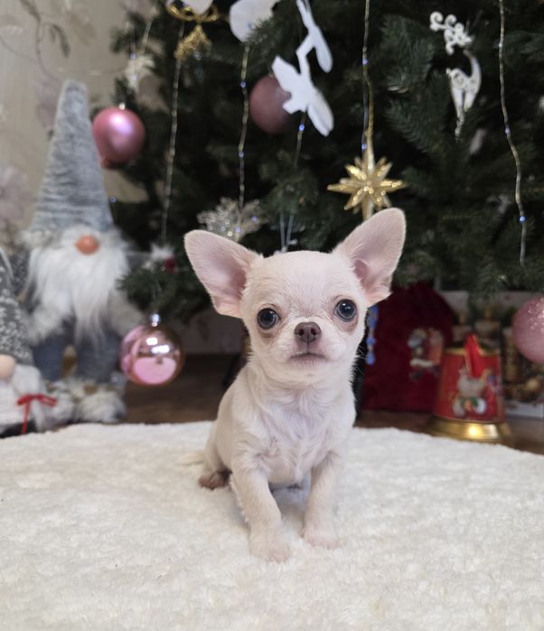 Фантастичні міні чихуахуа.