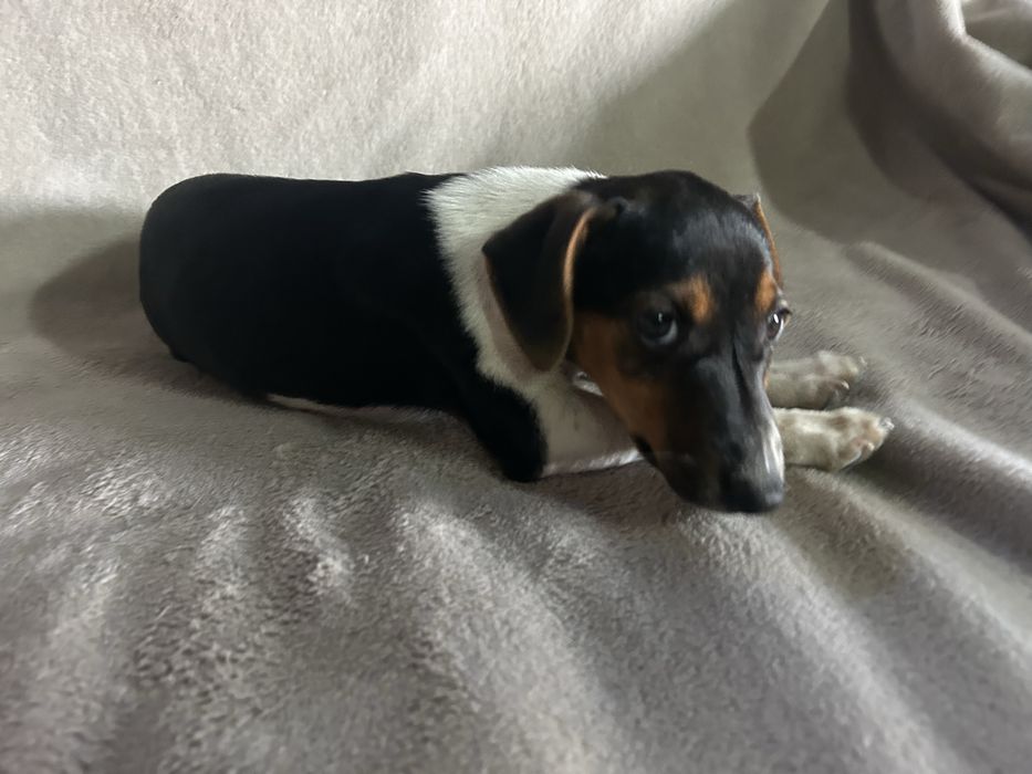 Jack russell terrier
