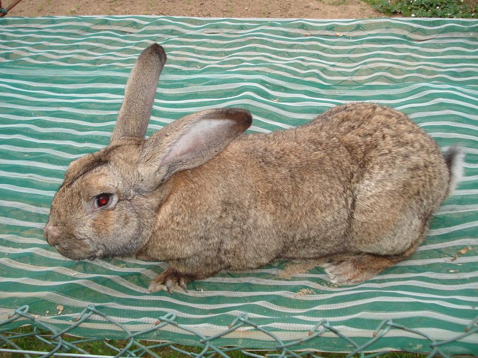 Coelhos Leonardo Borgonha e cruzados gigantes de Flandres