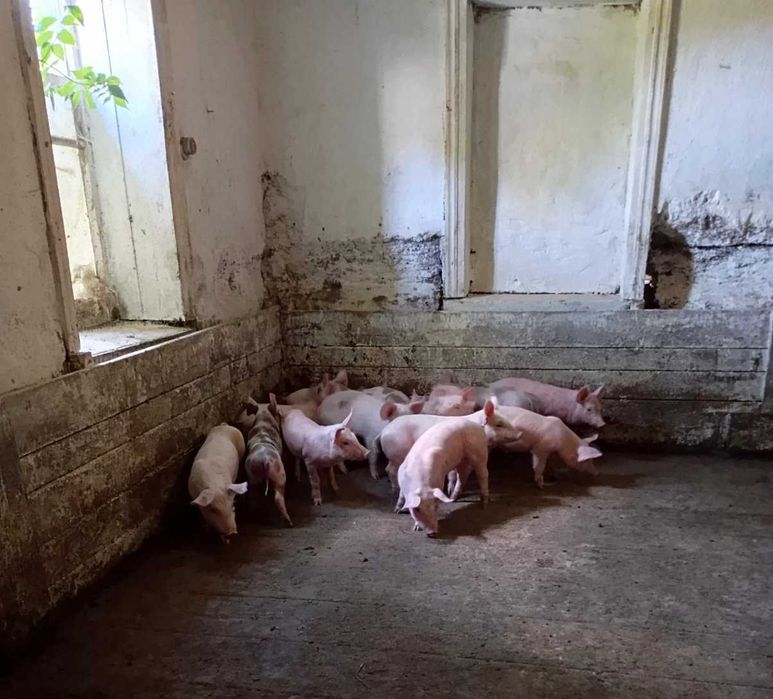 Поросята малі свині