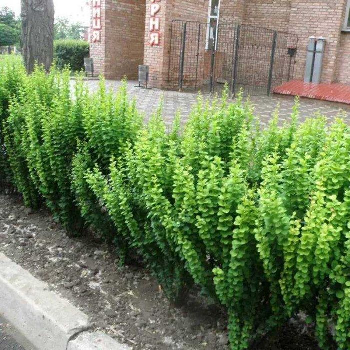 Барбарис  сорт Еректа