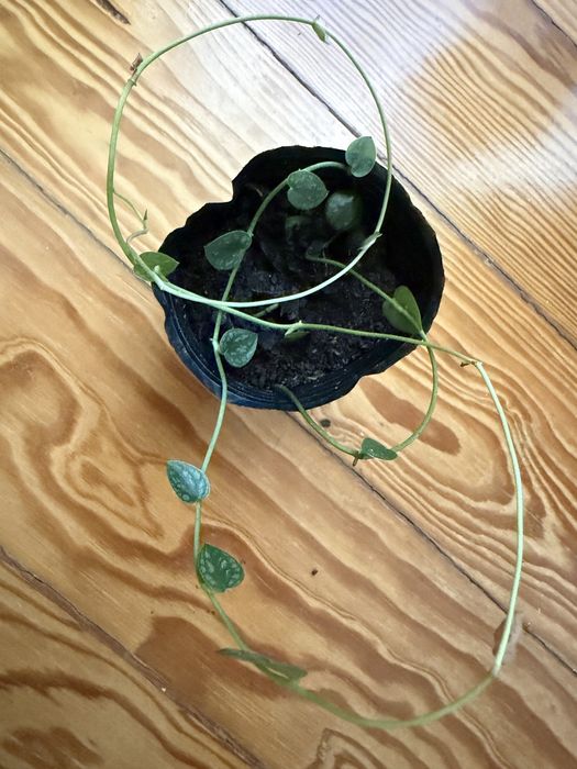 Monstera Dubia.
