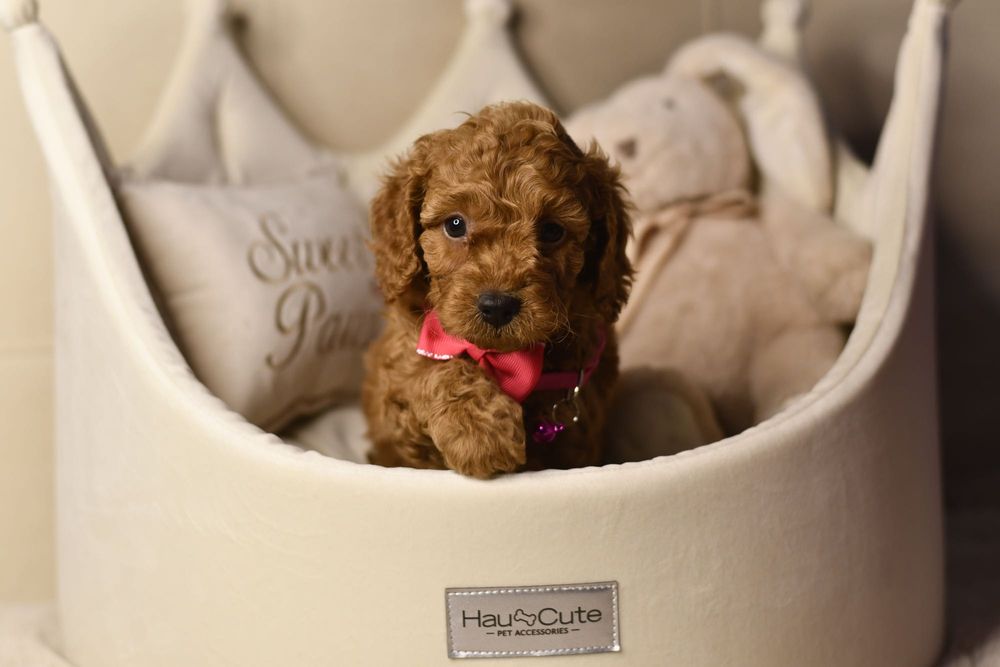 Cavapoo F1 RED wyjątkowa dziewczynka ZAREZERWOWANA