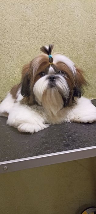 Цуценя ши-тцу shih-tzu