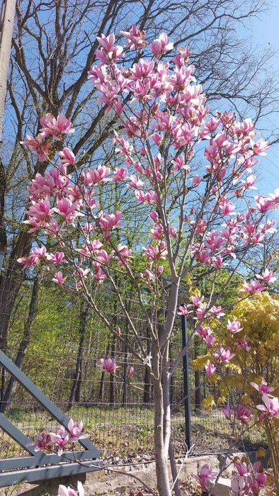 Sprzedam Magnolii