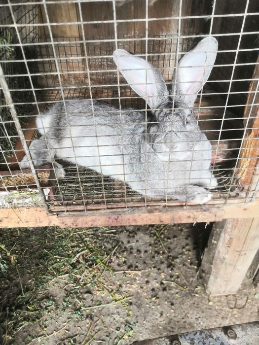 Продам кролів САМЦІ різних порід