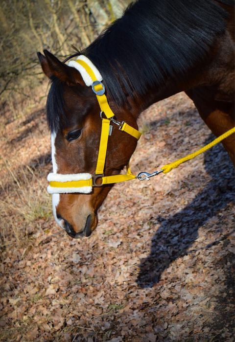 Wysoki dwuletni ogierek