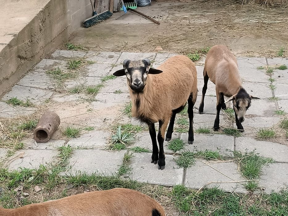 Baran kameruńskie baranek