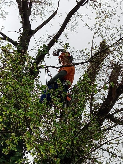 Wycinka drzew, metodą alpinistyczną lub tradycyjną.