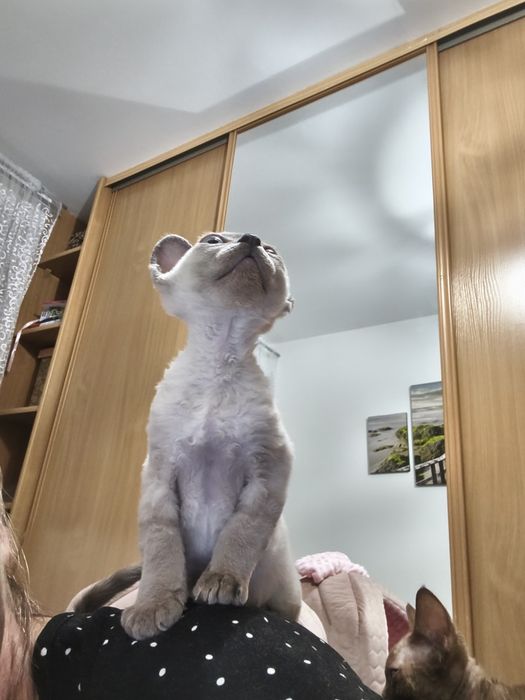 Kocurek Devon Rex zarezerwowany