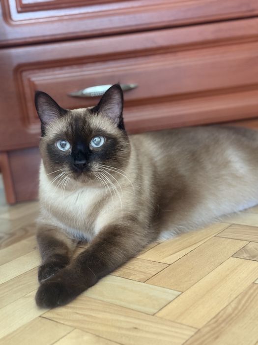 Перетримка котиків та собак, зооняня