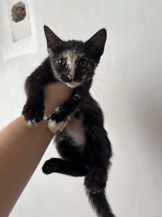 Adoçao gatinha 2 meses