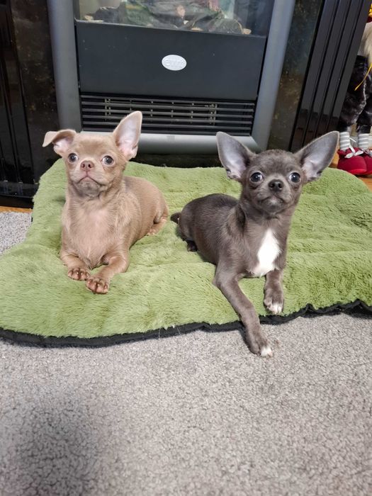 Zhasmin w bardzo rzadkim umaszczeniu Isabella