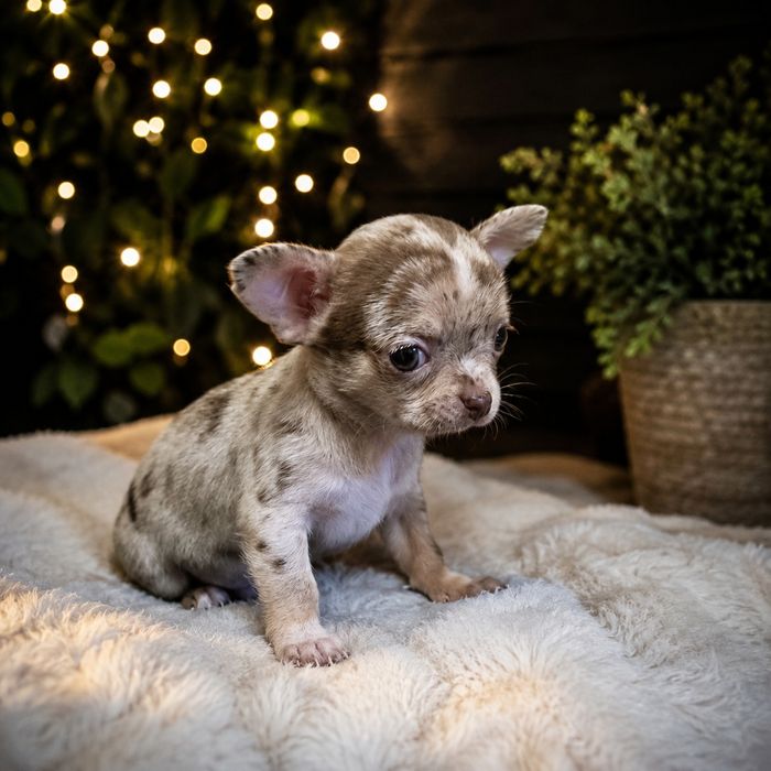 Chihuahua samiec choco merle