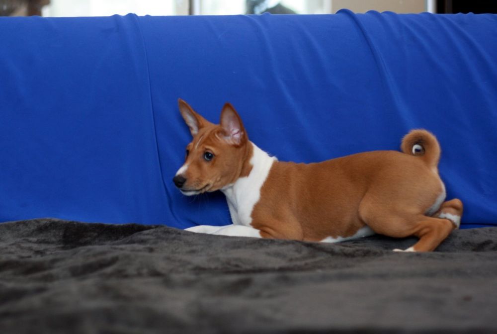 Басенджи це диво природи! Хлопчик чекає своїх людей. КСУ