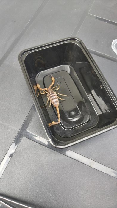 Skorpion z USA Import Piękny zdrowy okaz Smeringurus mesaensis