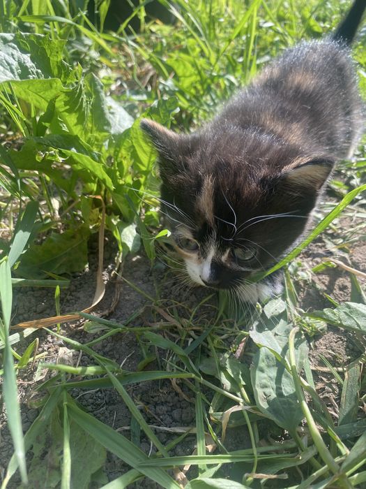 Котики шукають дім