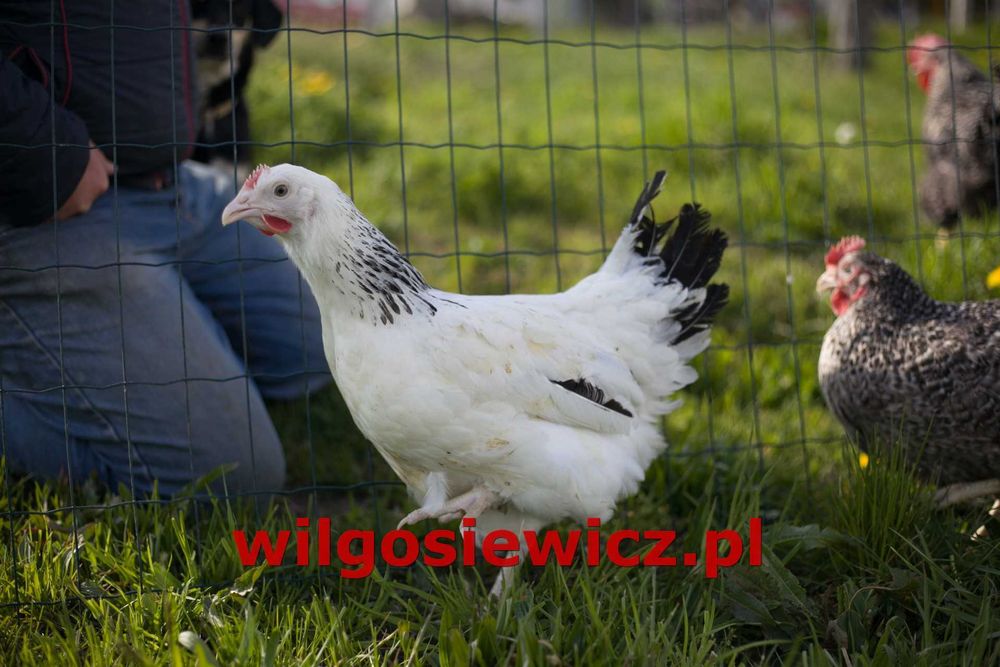 Kury kokoszki nioski odchowane Tetra tintet  dowóz gratis
