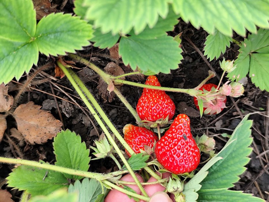 Клубника Хоней саженцы клубники  малина ремонтантная зизифус ежевика