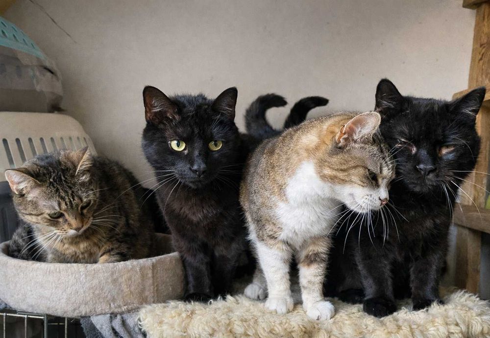 Poznań i okolice - kotka Miłka szuka domu