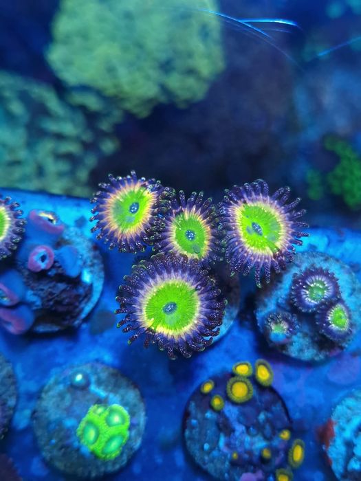 Frags zoas corais agua salgada