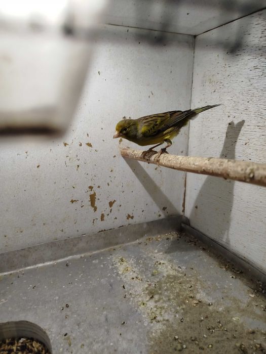 Kanarki miniatura Hiszpańska