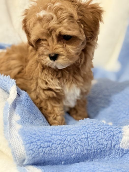 Мальтипу мини щенок!