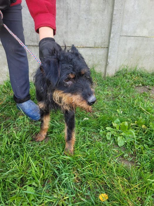 Terrierek szuka domu