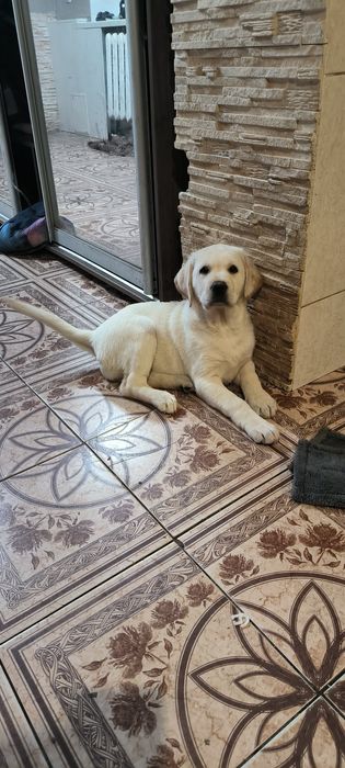 Миша щеночек Лабрадор Ретривер