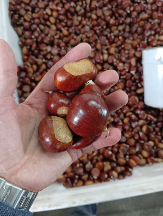 Vendo castanha Martainha de Sernancelhe em Lisboa