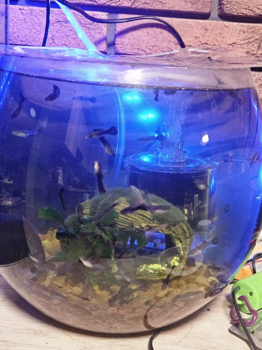 Рибки Гуппі дорослі та місячні