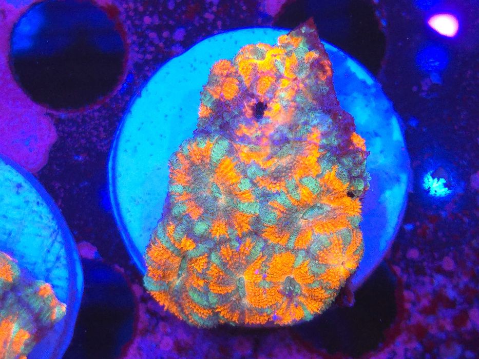 Acanthastrea sp. Akwarystyka Morska Koralowce Morskie Poznań