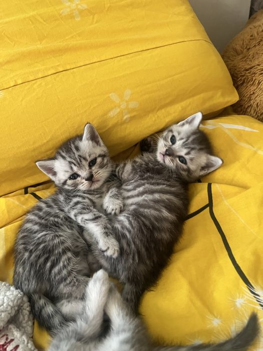Шотландські коти