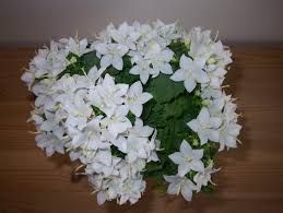 Цветок невеста купить хризантемы белые цена