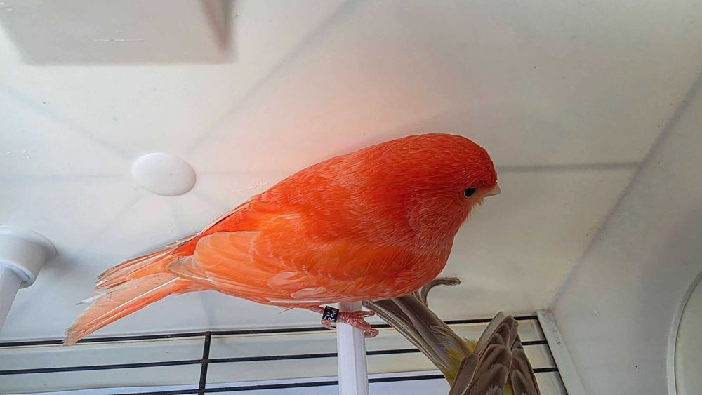 Canários vermelhos intensos e nevados