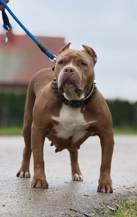 American Bully XL ABKC Titan